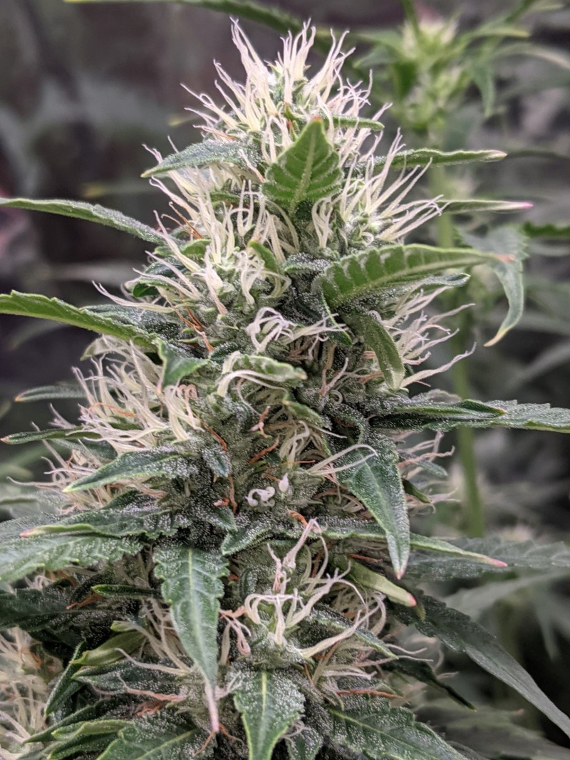 PXL_20211217_201928164