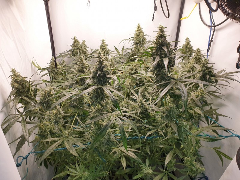 16399270456067915952142708786882