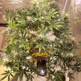 16399383791411271247487731617314