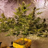 16399384244376413441221644541135