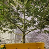 16399385251481248864270855436828