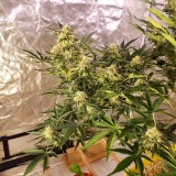 16399385818192323207531545456774