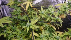 obscura1640109951958