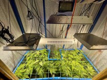 Gelatto TP grow Week 3 veg 1