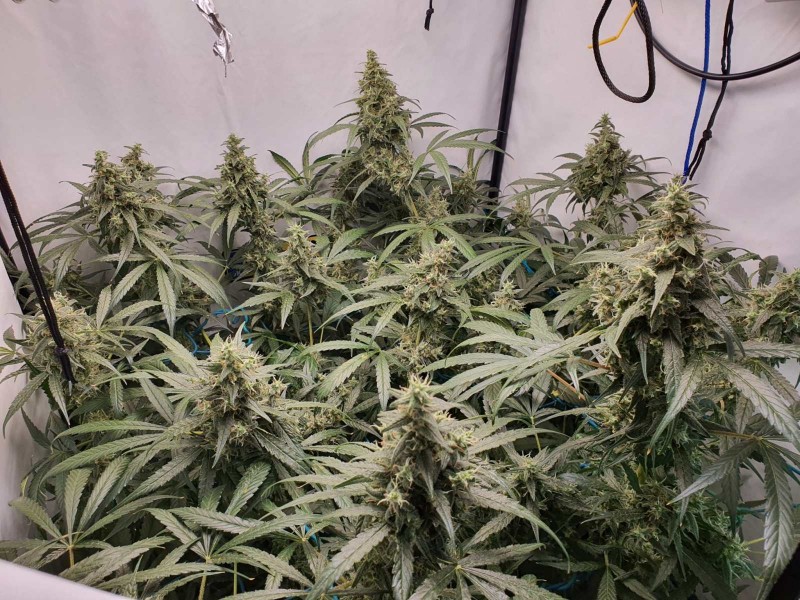 16402722348863985871553162479251