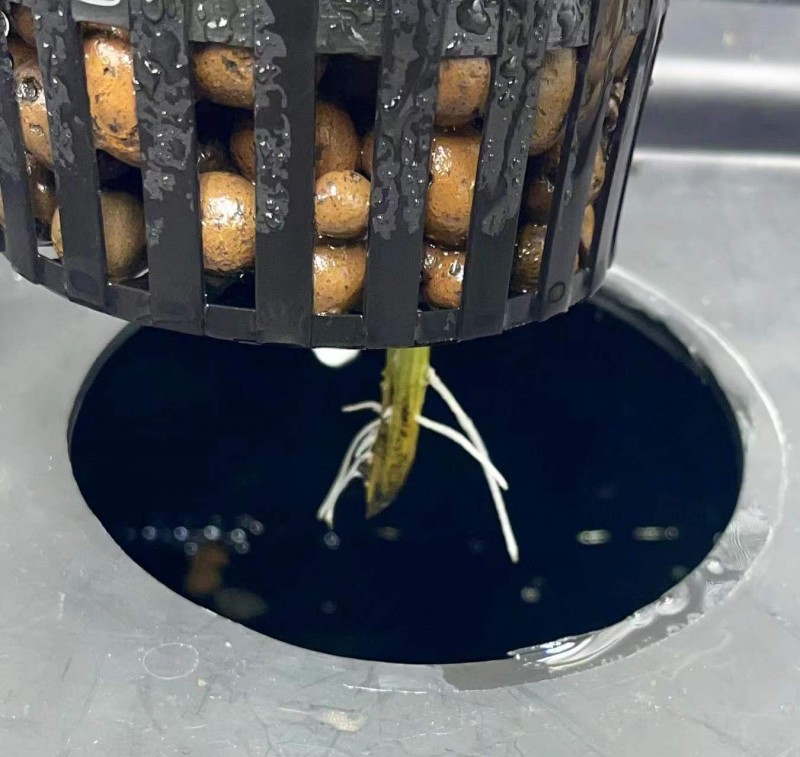 Gelatto TP grow TP clone 2