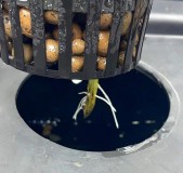 Gelatto TP grow TP clone 2