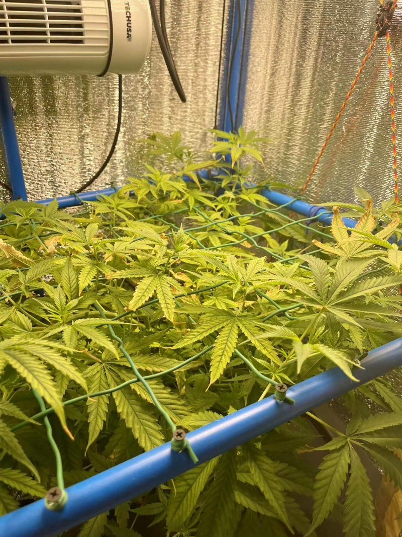 Gelatto week 4 veg 1 before trim