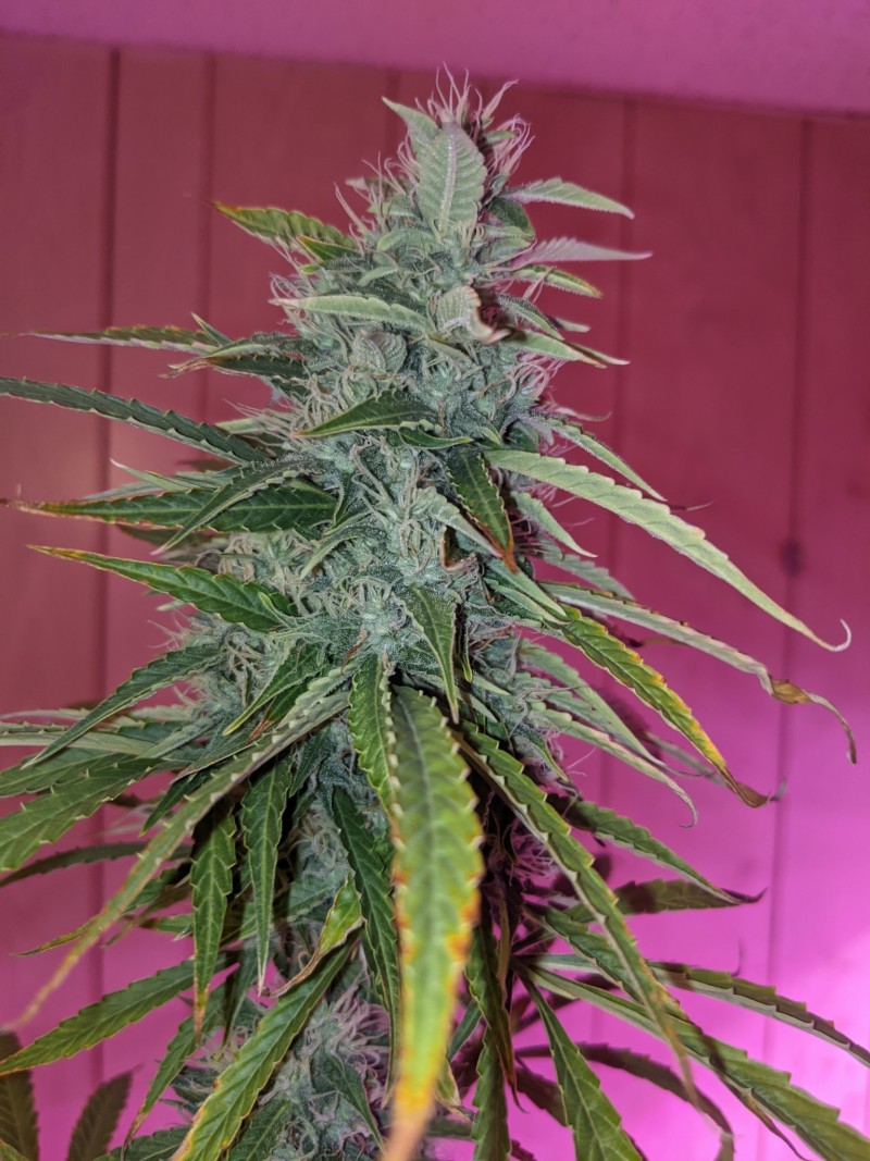 PXL_20211226_194818201