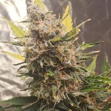 16406548098022645210885300449549