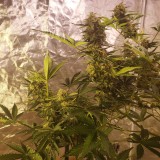 164065505966376424866390120973