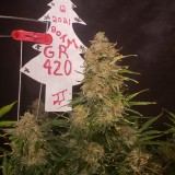 16408147246151521681015190314447