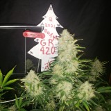 16408149701162617121947168231382