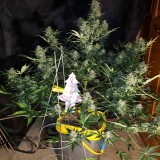 16408157876828296828129865957165