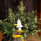 16408161067493196760730105376711