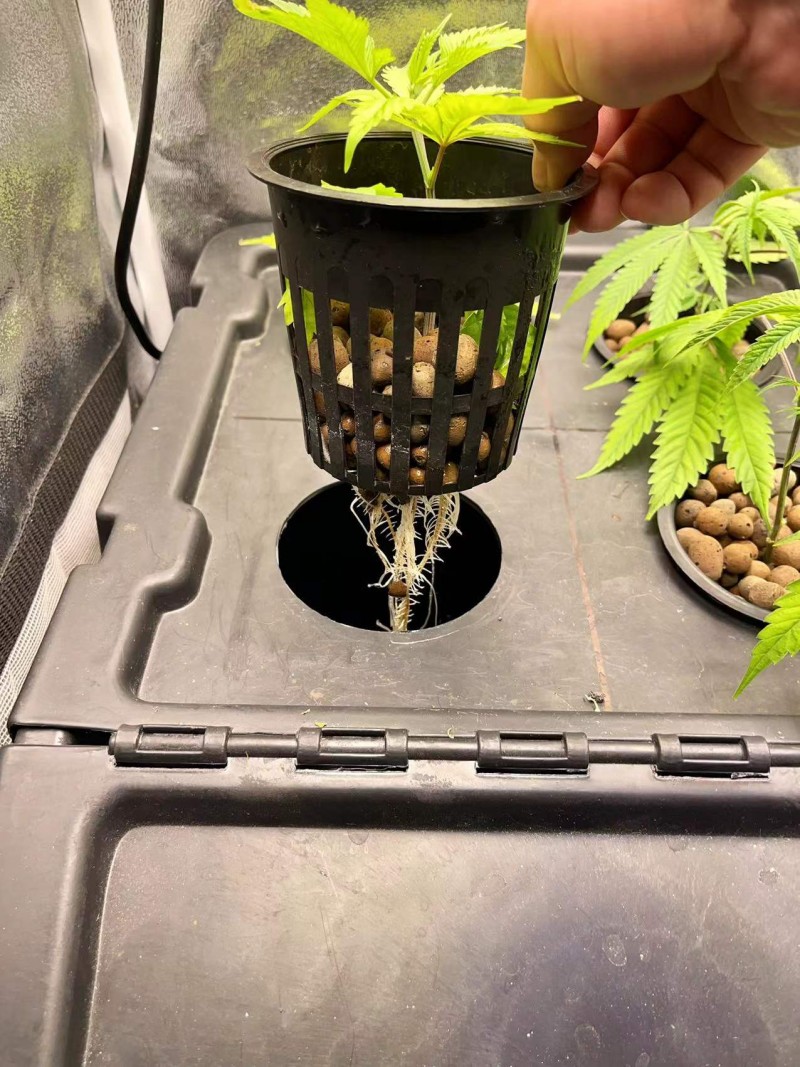 Gelatto TP grow TP clone 3