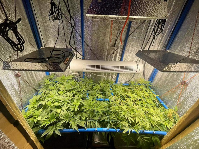 Gelatto TP grow Week 4 veg 2 before tuck