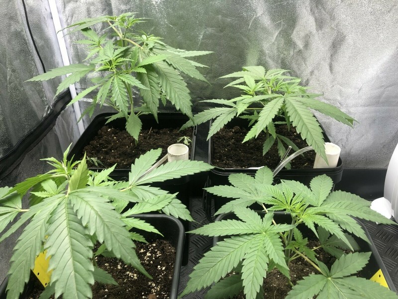 4C92BB06-CA55-4076-8447-968E4280E9BE