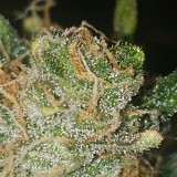 16412379430361519891823384787887