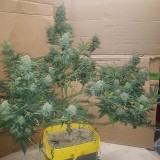 1641238064924984191520472693604