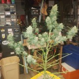 16412567378618664978537154911403