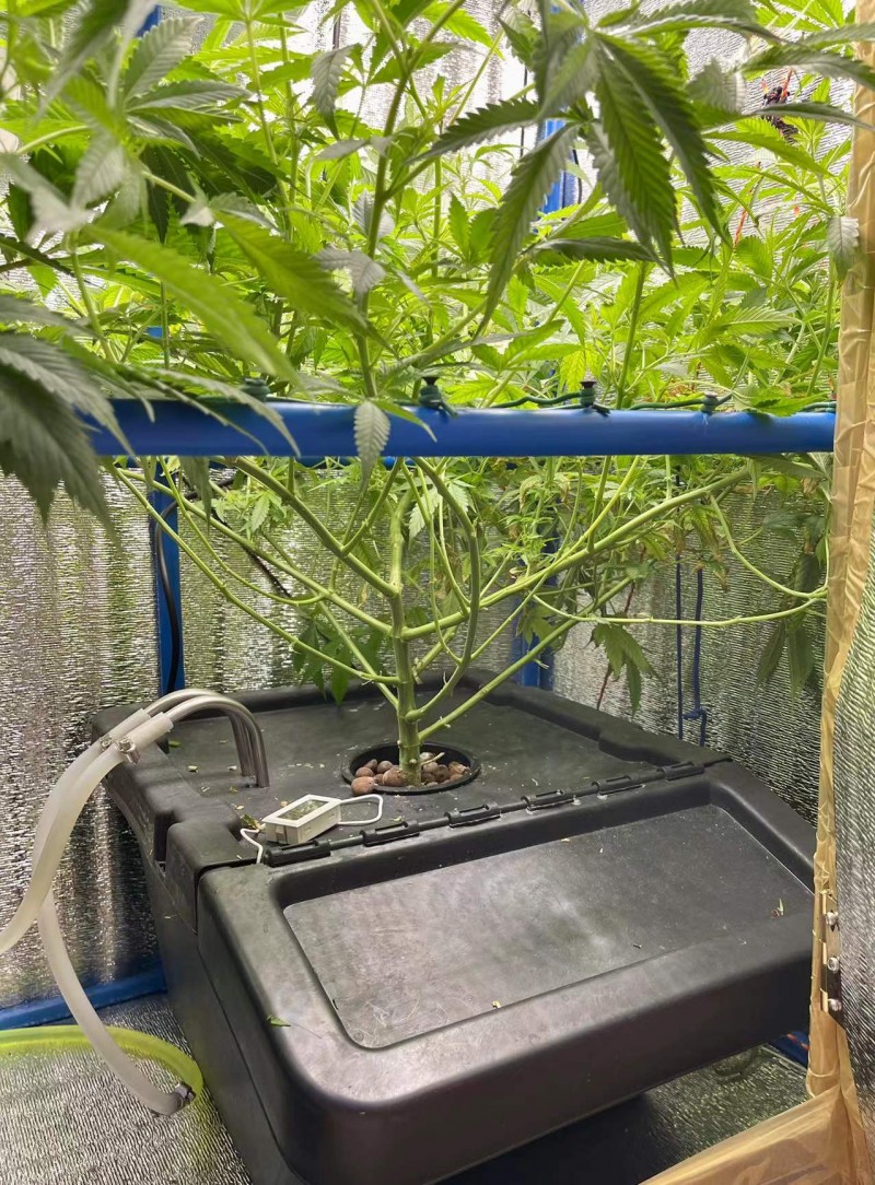 Gelatto bloom w2 d2 after trim