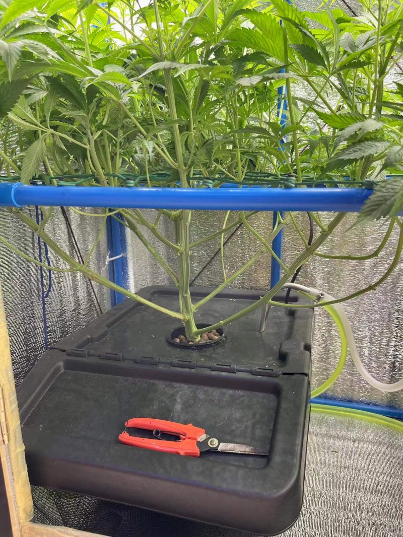 TP bloom w2 d2 after trim