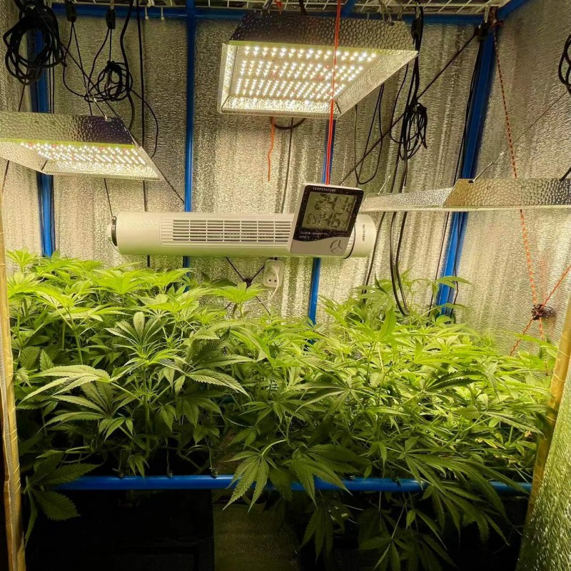 TP Gelatto bloom w2 d2 before trim