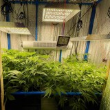 TP Gelatto bloom w2 d2 before trim