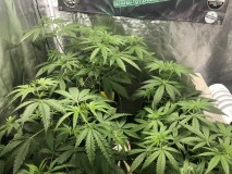 A6139B84-95D5-47C1-9493-1B44EFCF057A