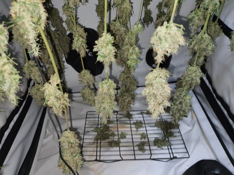 16419231646926532695063720110462