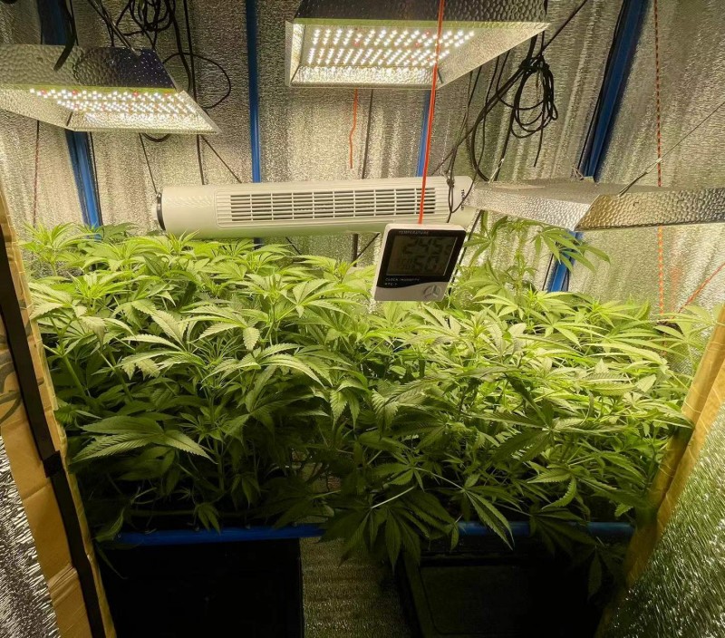 TP Gelatto bloom w2 d5 1