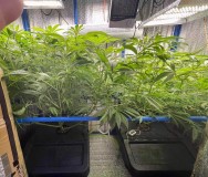 TP Gelatto bloom w2 d5 2