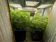 TP Gelatto bloom w2 d6 1