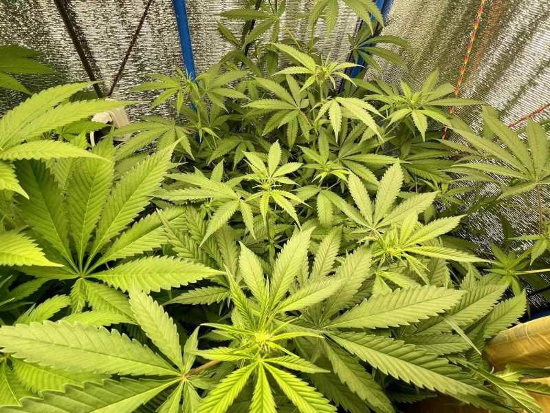 TP Gelatto bloom w2 d6 3