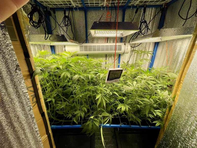 TP Gelatto bloom w3 d1 after trim