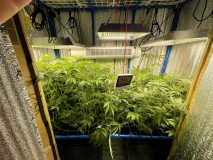 TP Gelatto bloom w3 d1 after trim