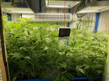 TP Gelatto bloom w3 d1 before trim 1