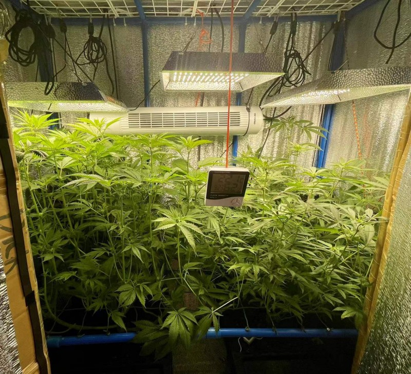 TP Gelatto bloom w3 d2 1