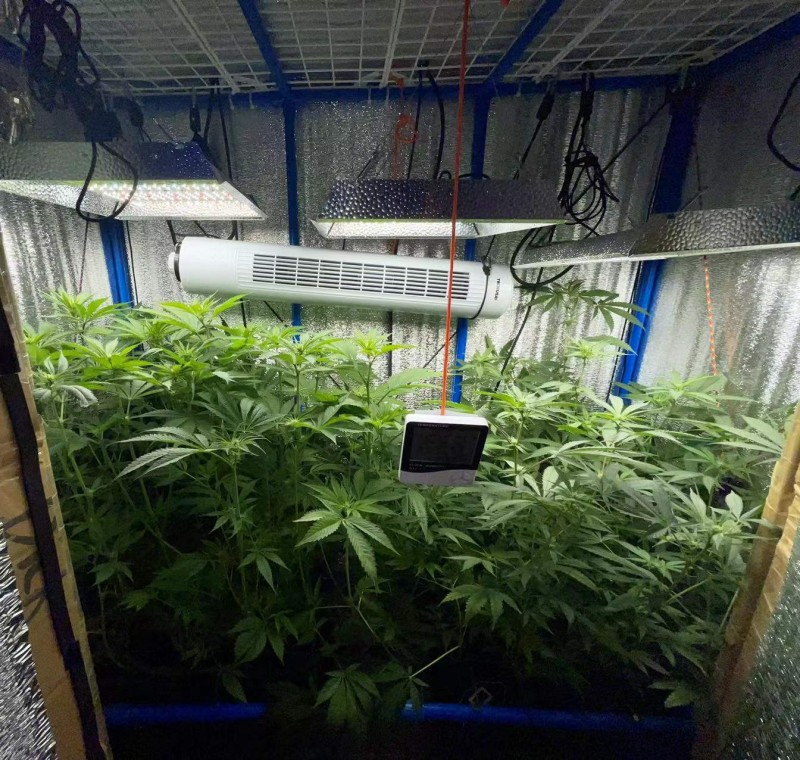 TP Gelatto bloom w3 d2 2