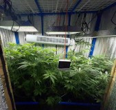 TP Gelatto bloom w3 d2 2