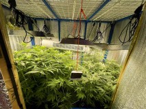 TP Gelatto bloom w3 d5