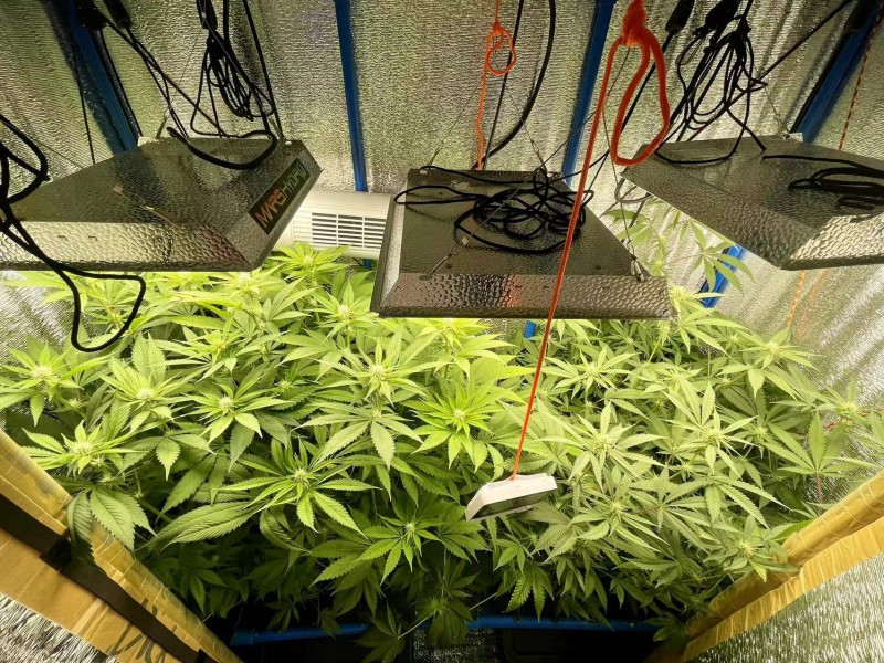 TP Gelatto bloom w3 d6 1