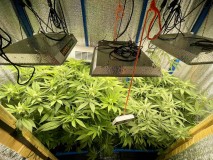 TP Gelatto bloom w3 d6 1