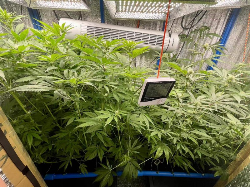 TP Gelatto bloom w3 d6 2