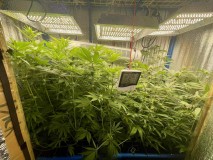 TP Gelatto bloom w3 d7 1