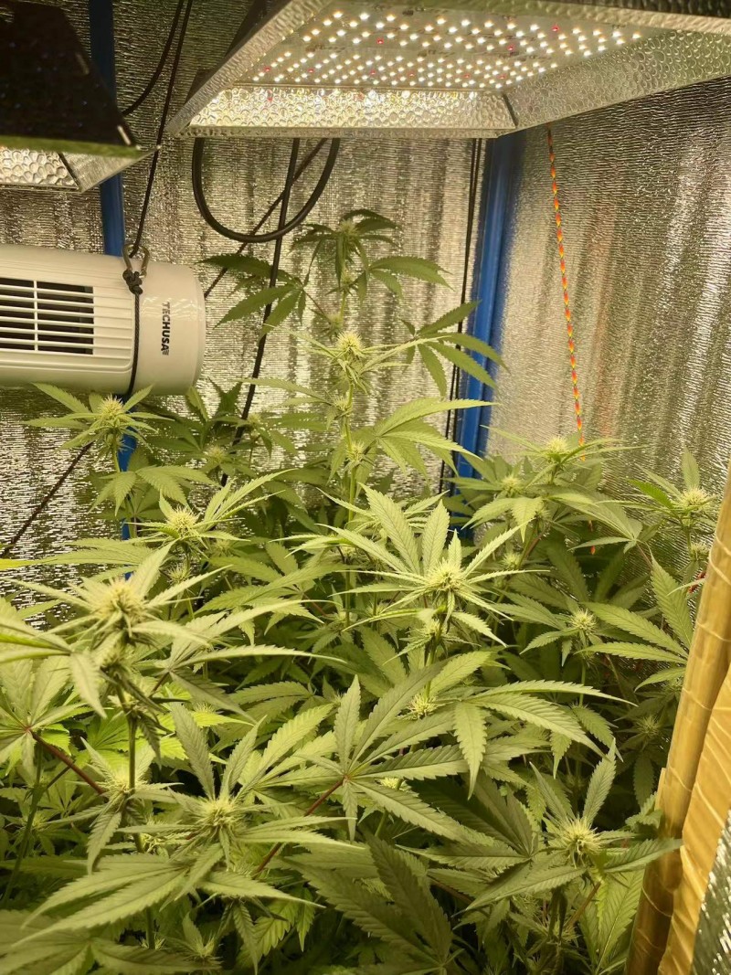 Gelatto bloom w4 d1 before trim 1