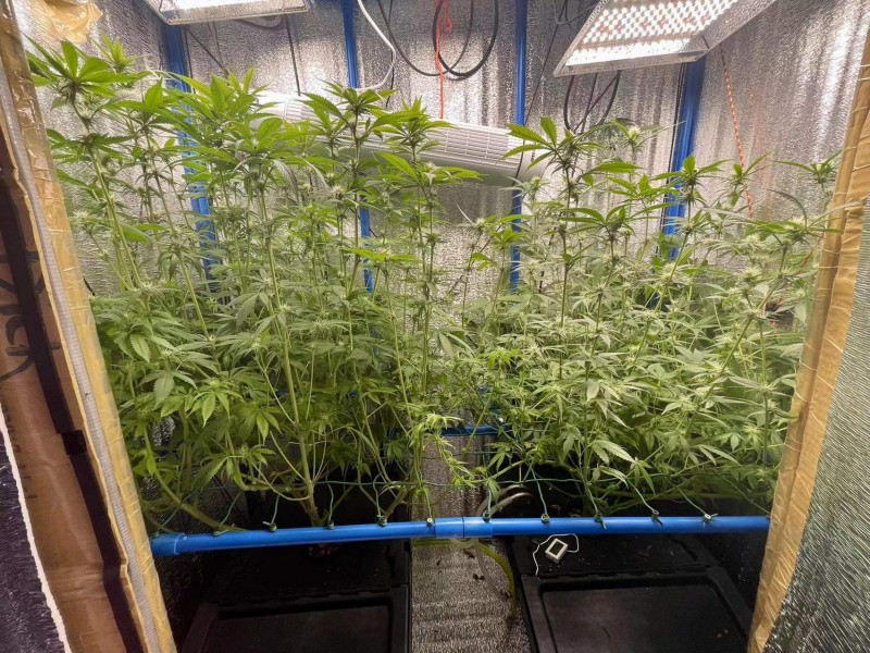 TP Gelatto bloom w4 d1 after trim 1