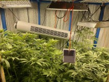 TP Gelatto bloom w4 d1 before trim 1 light adjust