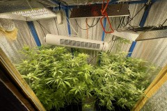 TP Gelatto bloom w4 d1 during trim 1